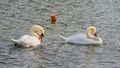 Pair of graceful swans cleans feathers on lake