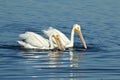 American white pelicans swimming and fishing for food Royalty Free Stock Photo