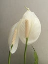 two beautiful white anthuriums