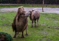 Two beautiful white bactrian camels together in a pasture, one adult and one juvenile, animal family portrait