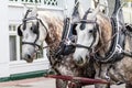 Two White Brown Spotted Horses Pulling Wagon Royalty Free Stock Photo