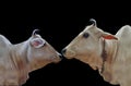 Two Beautiful White Cow on Black Background Royalty Free Stock Photo