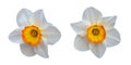 Two beautiful white daffodils with a yellow center Royalty Free Stock Photo