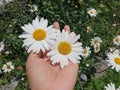 Two beautiful white daisy flowers blossom in a young woman hand on green garden background. Love & protection concept Royalty Free Stock Photo