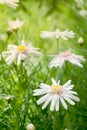 Two beautiful white daisy flowers with green leaves field in garden, bright day light. beautiful natural blooming coneflower Royalty Free Stock Photo