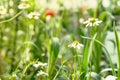 Two beautiful white daisy flowers with green leaves field in garden, bright day light. beautiful natural blooming coneflower Royalty Free Stock Photo