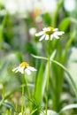 Two beautiful white daisy flowers with green leaves field in garden, bright day light. beautiful natural blooming coneflower Royalty Free Stock Photo