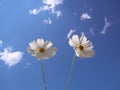 Two beautiful white daisy flowers with sky background Royalty Free Stock Photo