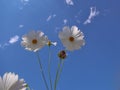 Two beautiful white daisy flowers with sky background Royalty Free Stock Photo