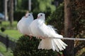 Two beautiful white dove, symbol of peace and love Royalty Free Stock Photo