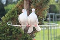 Two beautiful white dove, symbol of peace and love Royalty Free Stock Photo