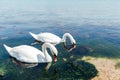 Two beautiful white family swan swims in sea water