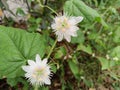 two beautiful white flowers of Rambusa or ermot & x28;Passiflora foetida& x29;