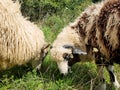 Two beautiful white fluffy wooly sheep, ram eating grass together out in the wild double portrait, face closeup. Domestic animals