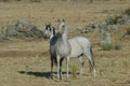 Two White horse freely in the field Royalty Free Stock Photo