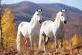 Two beautiful white horses standing on pasture in summer Royalty Free Stock Photo
