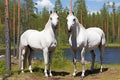 Two beautiful white horses standing on pasture in summer Royalty Free Stock Photo