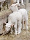 Two beautiful white lamb looking out from a sheepfolds Royalty Free Stock Photo