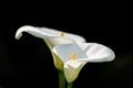 White Leaf arum lilies with black background Royalty Free Stock Photo