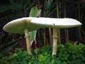 Beautiful White Mushrooms Of Macrolepiota Procera Or Parasol Mushroom Blooming Between Leaves Of Creeping Tick Trefoil
