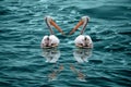 two beautiful white pelicans with large beak and long neck, pair Pelecanus swim in beautiful green lake, sea, fish in water, Royalty Free Stock Photo