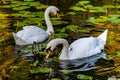 Two beautiful white swans close-up in a park on a lake Royalty Free Stock Photo