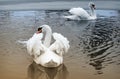 Two white swans on the lake in winter. Royalty Free Stock Photo