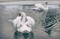 Two white swans on the lake in winter Royalty Free Stock Photo