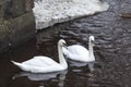Two beautiful white swans on lake at winter season Royalty Free Stock Photo