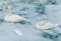 Two beautiful white swans sleeping on frozen pond in a very cold day in Kugulu Park in Ankara. Royalty Free Stock Photo