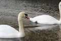 Two white swans on a small lake