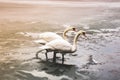 Two beautiful white swans are standing on the ice near the water Royalty Free Stock Photo