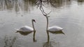 Two beautiful white swans on the surface of a pond in a spring park are swimming under a tree Royalty Free Stock Photo