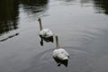 Two white swans swimming on the lake