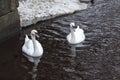 Two beautiful white swans swim on lake at winter season Royalty Free Stock Photo