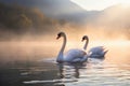 Two beautiful white swans swim on a mountain lake on a foggy morning at dawn Royalty Free Stock Photo