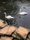 Two white swans and ducks swimming in pond Royalty Free Stock Photo