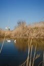 Two beautiful white swans swimming in lake or pond with reeds and blue sky on background, nature landscape, vertical shot Royalty Free Stock Photo