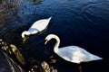 A pair of white swans together Royalty Free Stock Photo