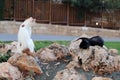 Two Beautiful Wild Cats Living in Cyprus