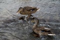 Two beautiful wild ducks fight