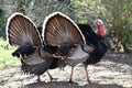 Two Beautiful Wild Male Turkeys Strutting With Their Feathers Fluffed Up In Early Spring In Northern California Royalty Free Stock Photo