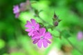 Beautiful wild purple flowers on a green background Royalty Free Stock Photo