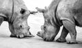 Two beautiful wild white rhinos close up head to head in national park safari Royalty Free Stock Photo