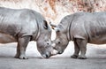 Two beautiful wild white rhinos head to head in national park safari Royalty Free Stock Photo