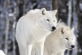 Two beautiful wolves Royalty Free Stock Photo