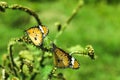 Two Beautiful Yellow Butterflies on the tree