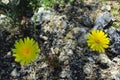 Yellow desert dandelion flower, Anza Borrego desert state park,