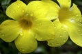 Two Beautiful yellow flowers with water drops Royalty Free Stock Photo