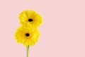 Two beautiful yellow gerbera on a pink background Royalty Free Stock Photo